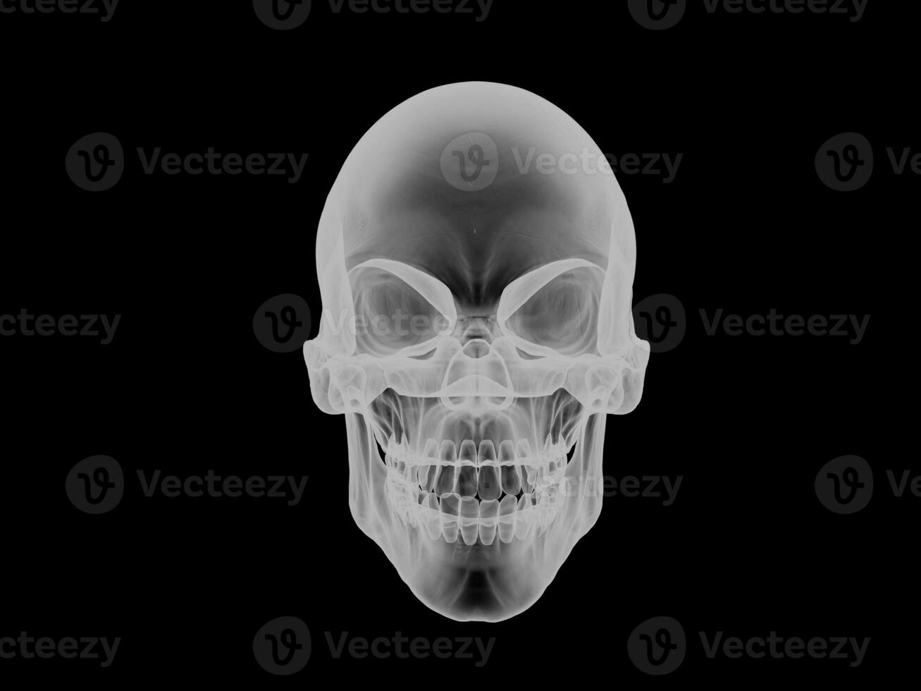 Skull - front view - x ray visual effect photo