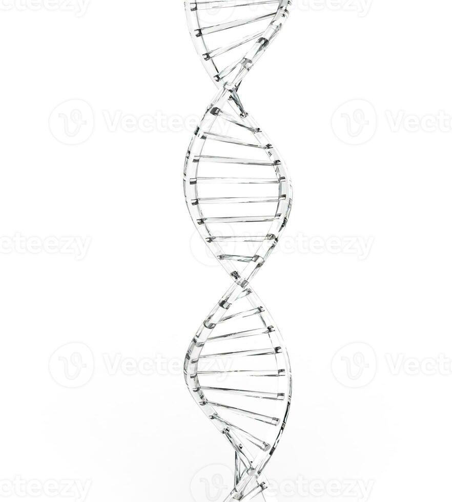 White transparent DNA helix photo