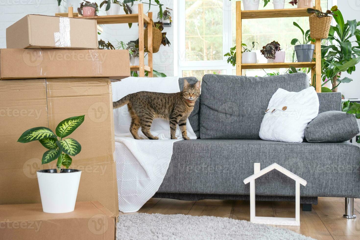 Boxes with things for moving and cat pet, and house plants are in the room of the new house. Housewarming, family property, cargo transportation and delivery of things photo