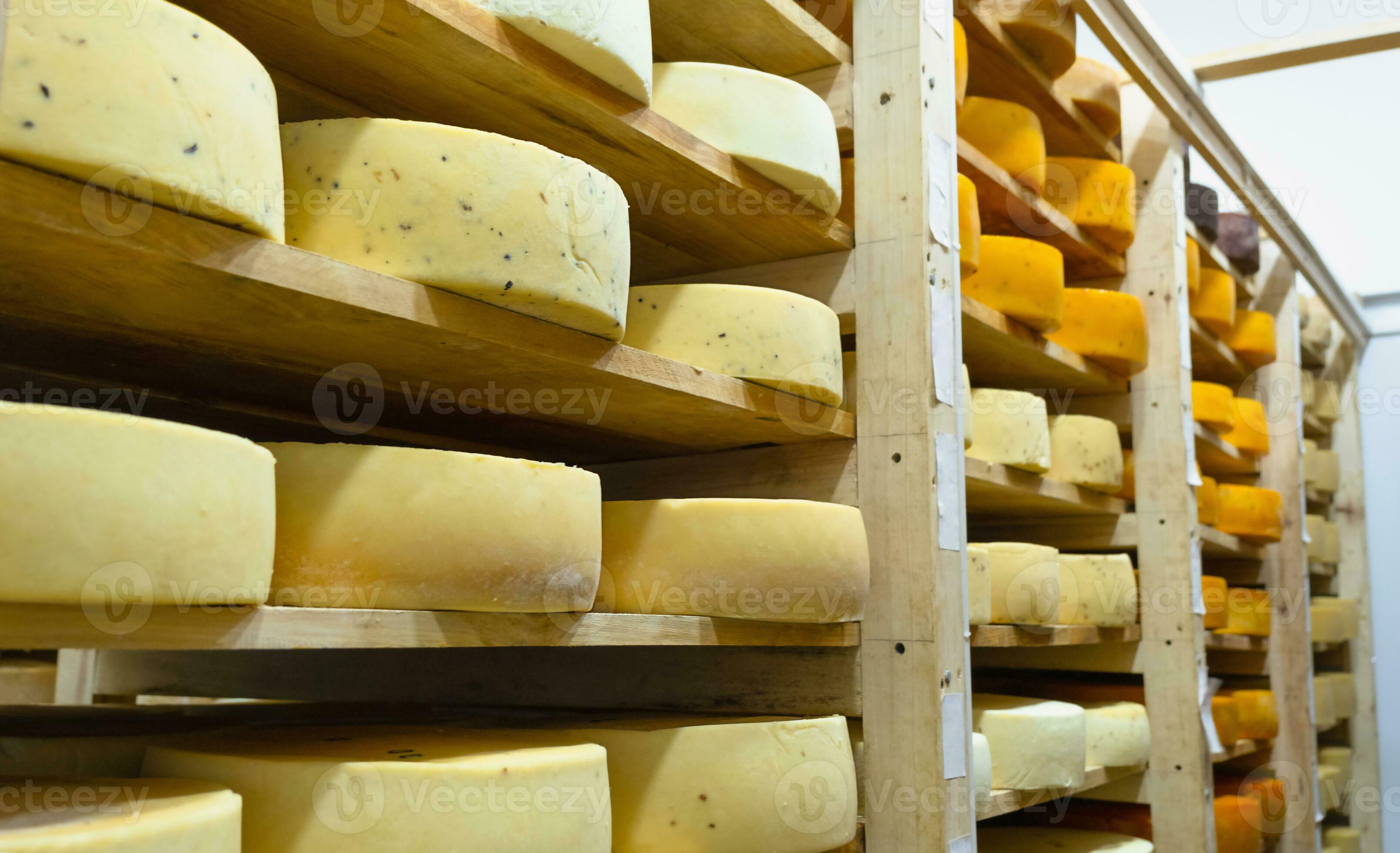 Round cheese heads in the cheese factory lie on the shelves of the