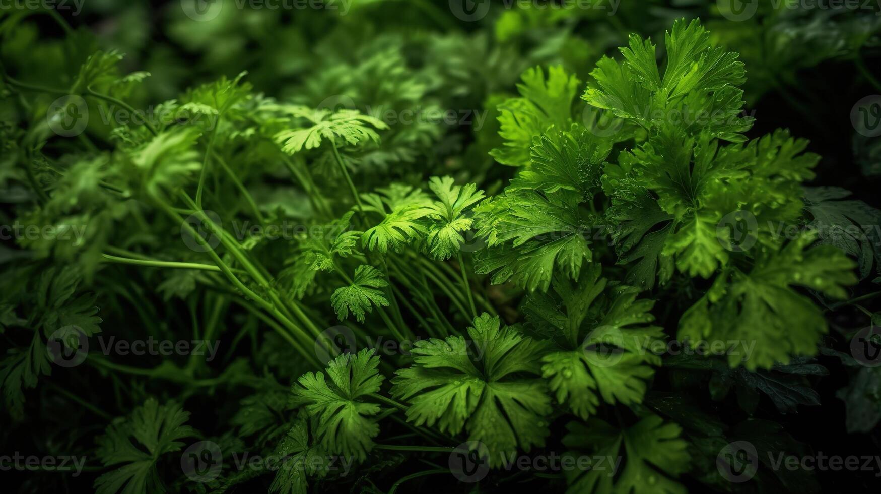 Realistic photo of a bunch of parsley. top view vegetables scenery. AI Generated