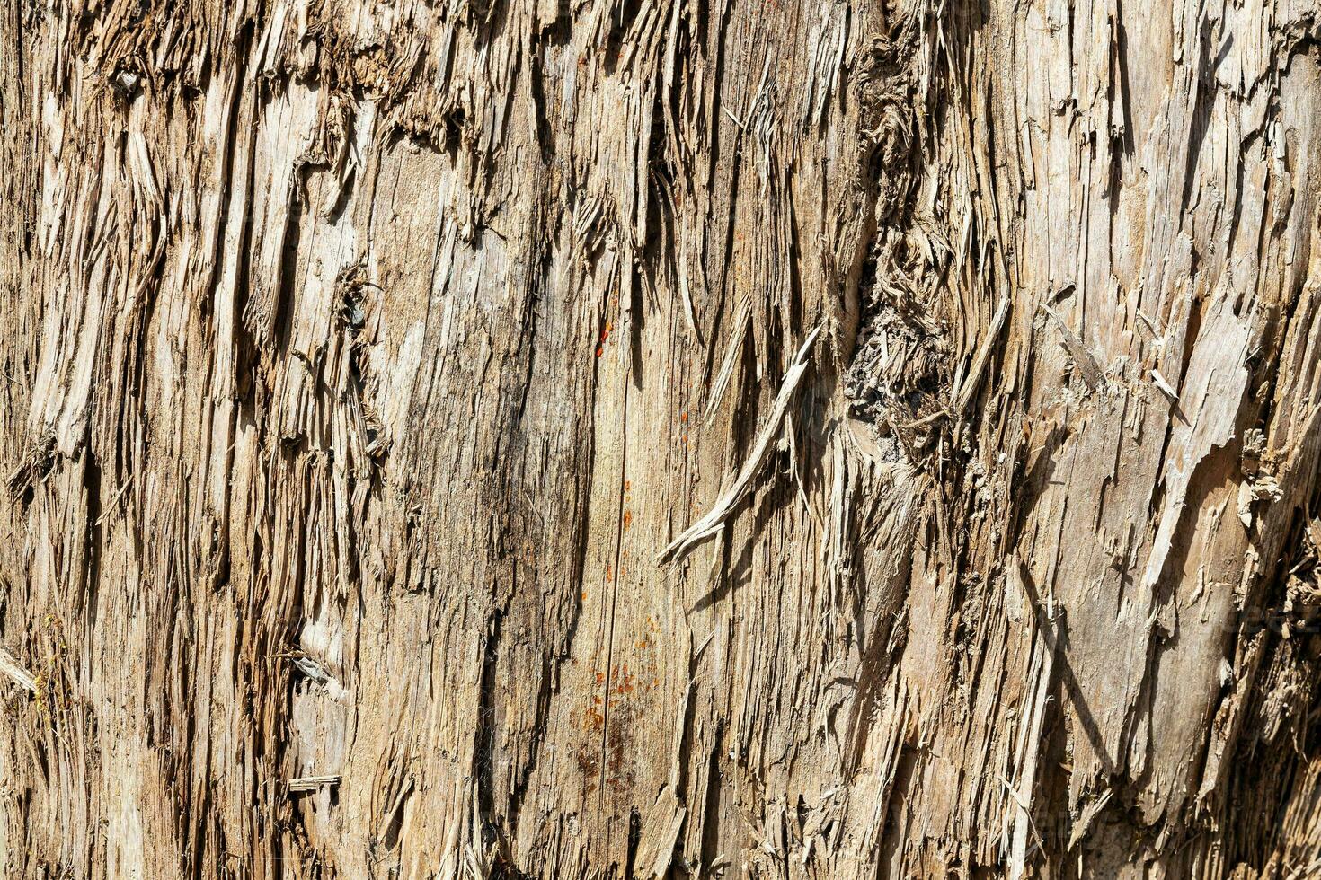 Wood abstract texture. Surface grunge backdrop. Dirty wooden effect pattern. Material background. photo