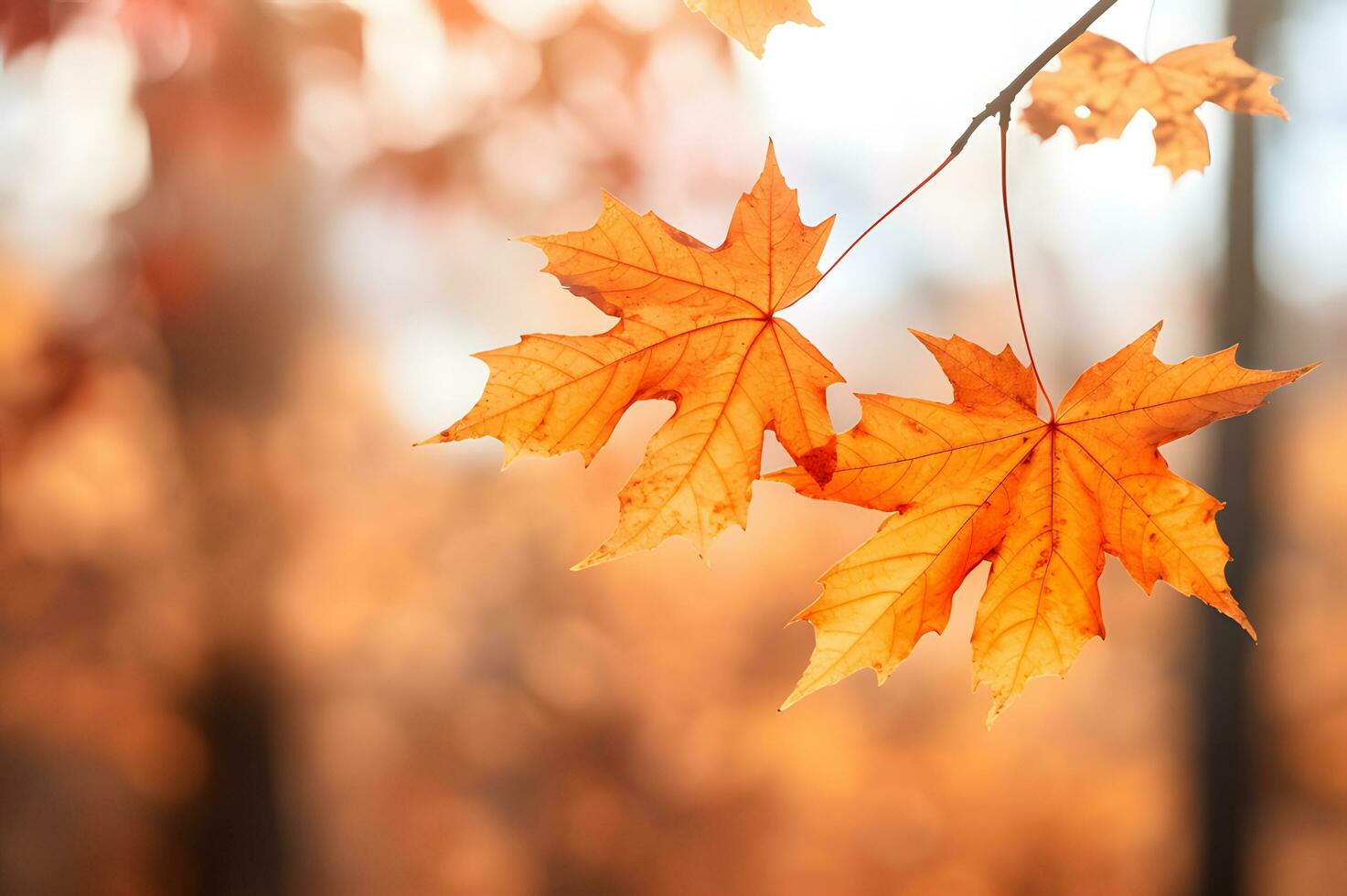 Dry autumn fall maple leaves in nature AI Generative photo