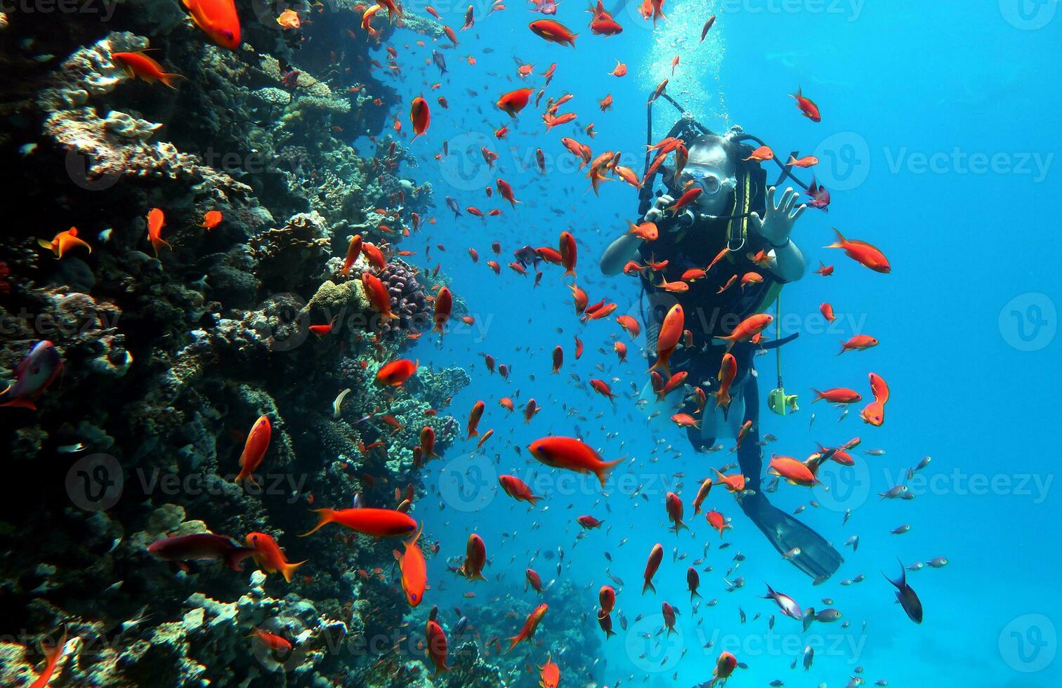 Diving in the Red Sea in Egypt, tropical reef photo