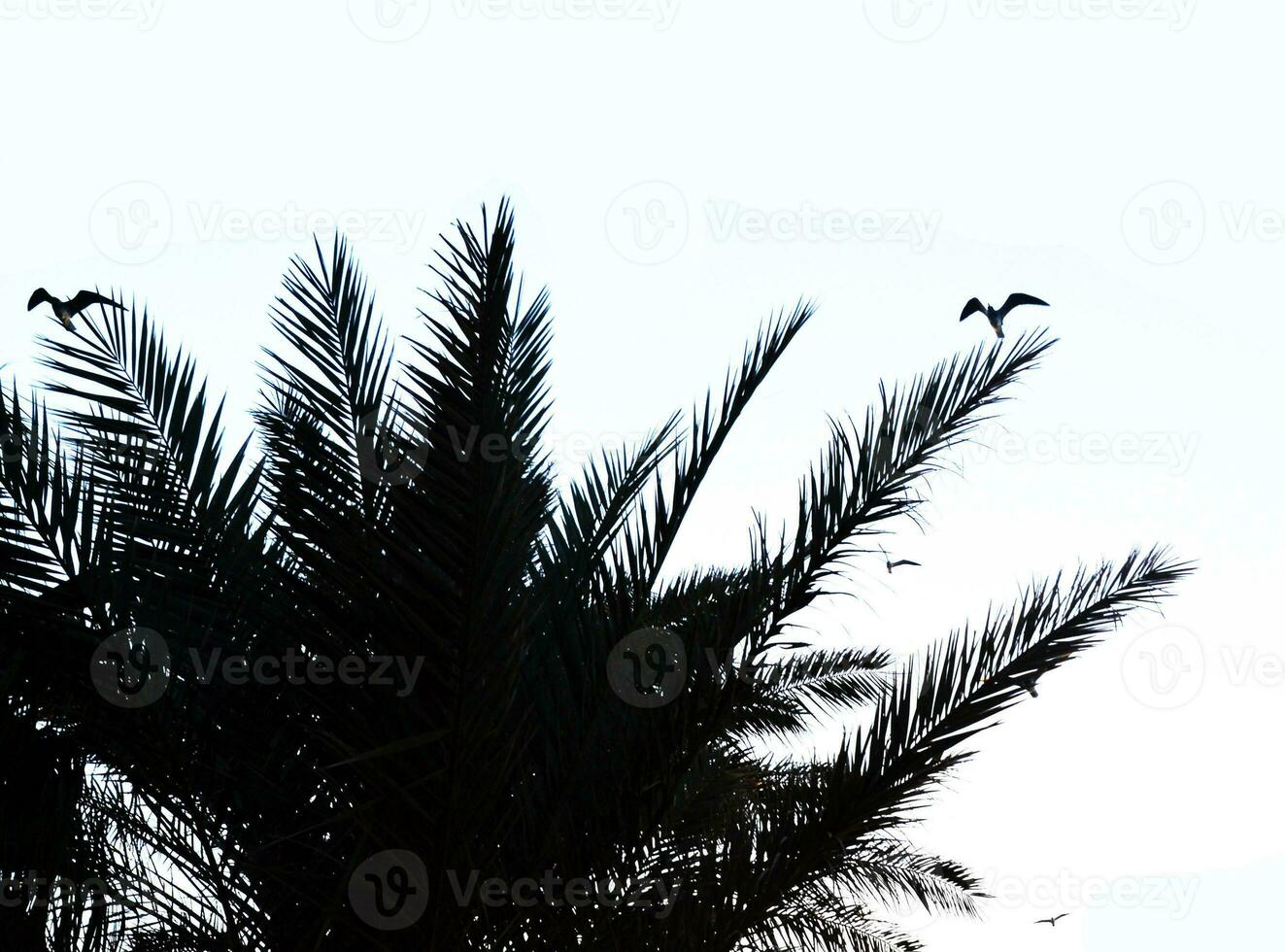 Birds in palm tree branches photo