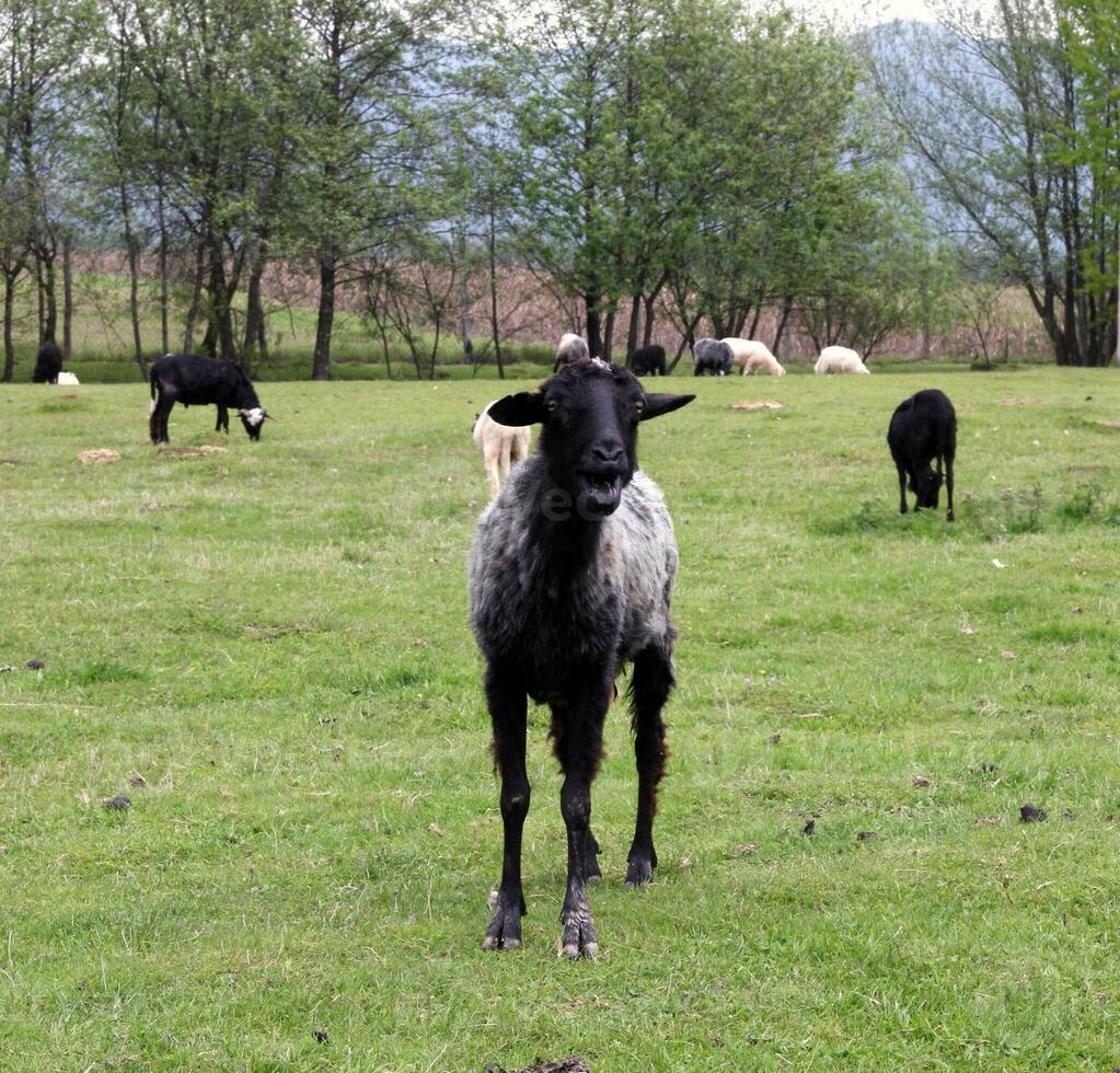 negro cabra en pie en un verde campo foto