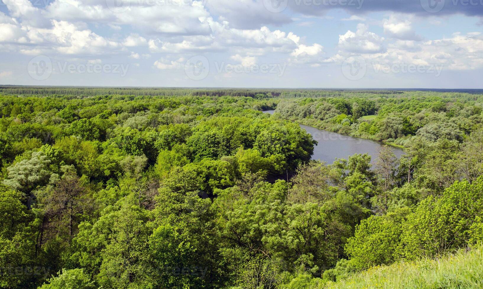 Green forest under deep blue sky photo