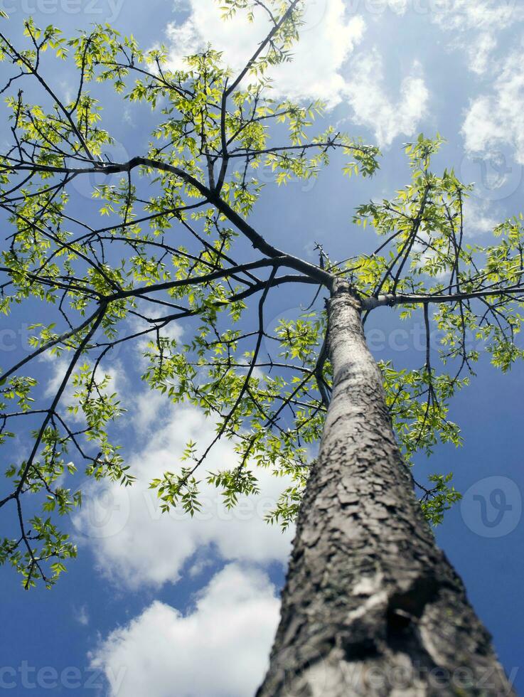 verano árbol en el Dom rayos foto