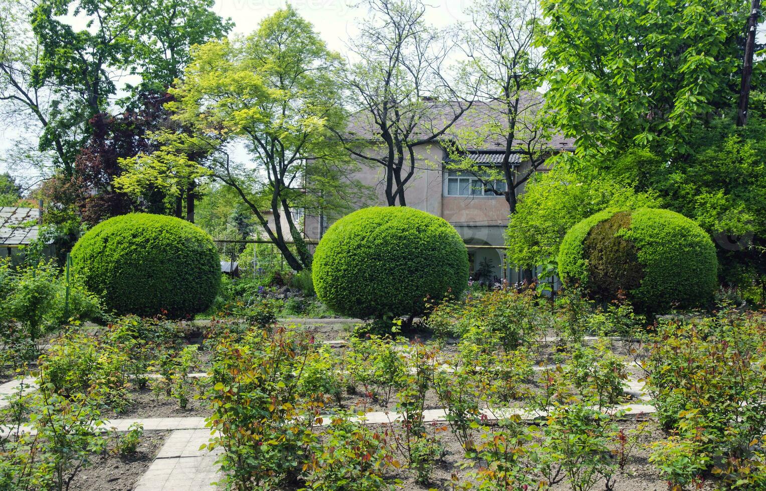 Three round green bushes photo