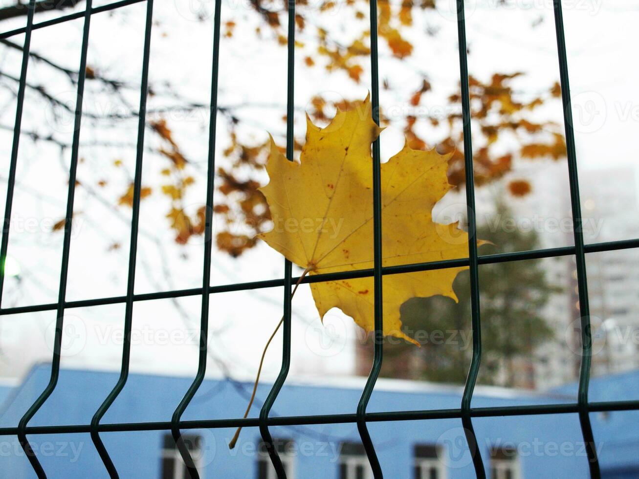 Yellow autumn leave photo