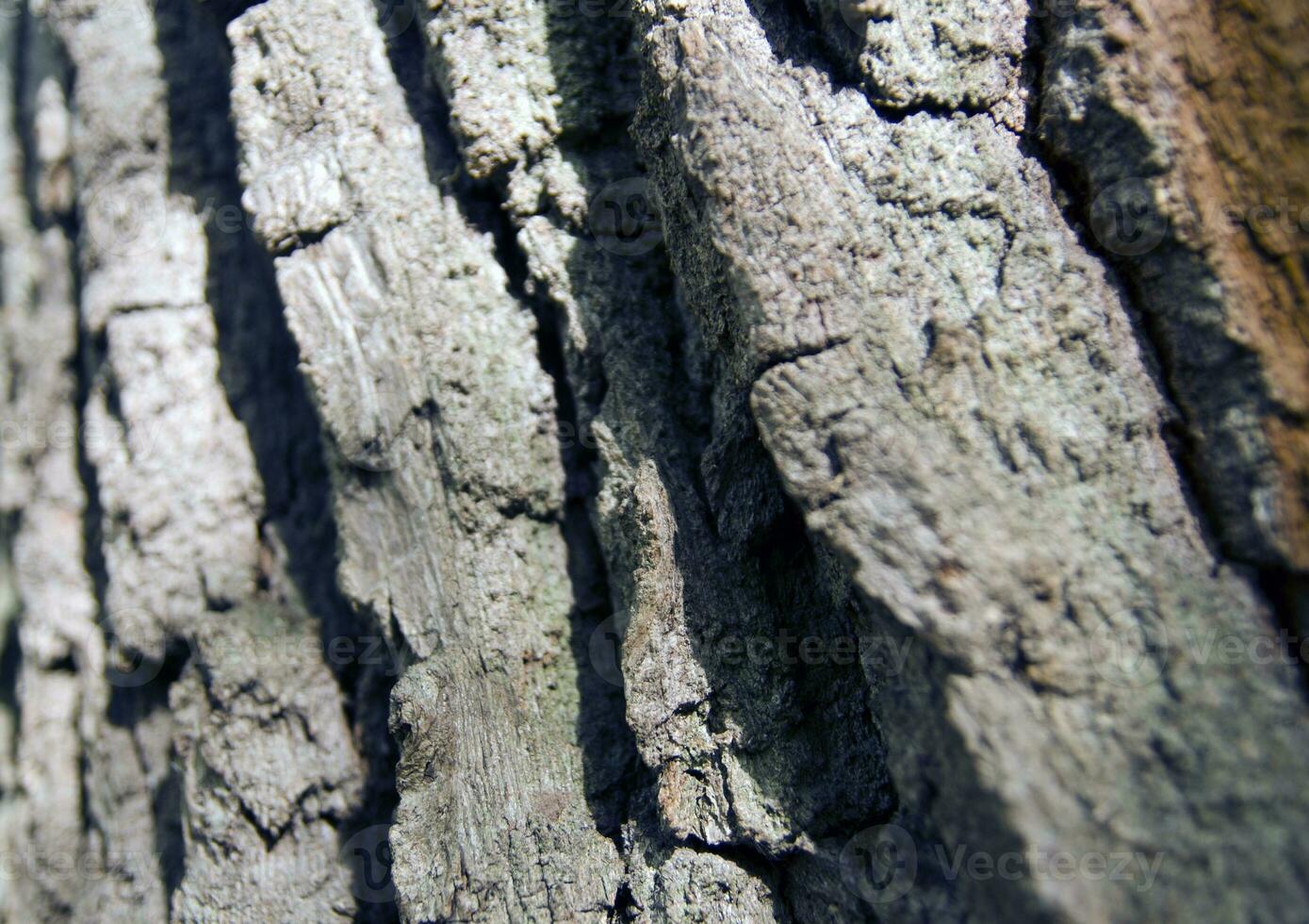 Old tree bark texture photo