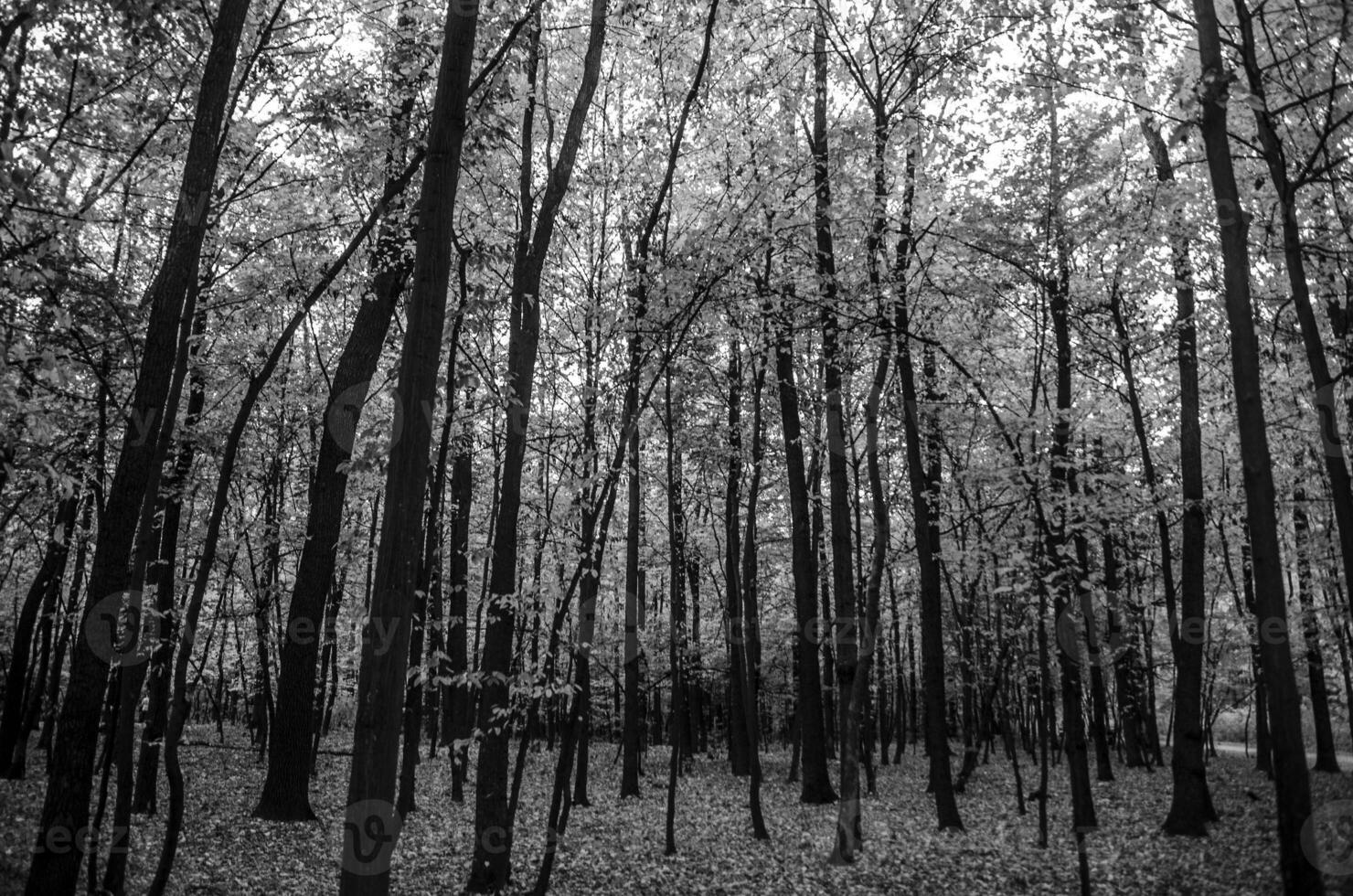 alto contraste otoño bosque foto