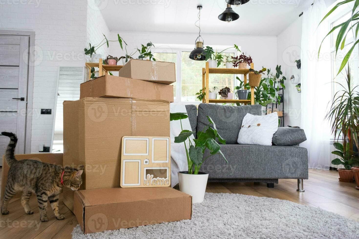 Boxes with things for moving and cat pet, and house plants are in the room of the new house. Housewarming, family property, cargo transportation and delivery of things photo