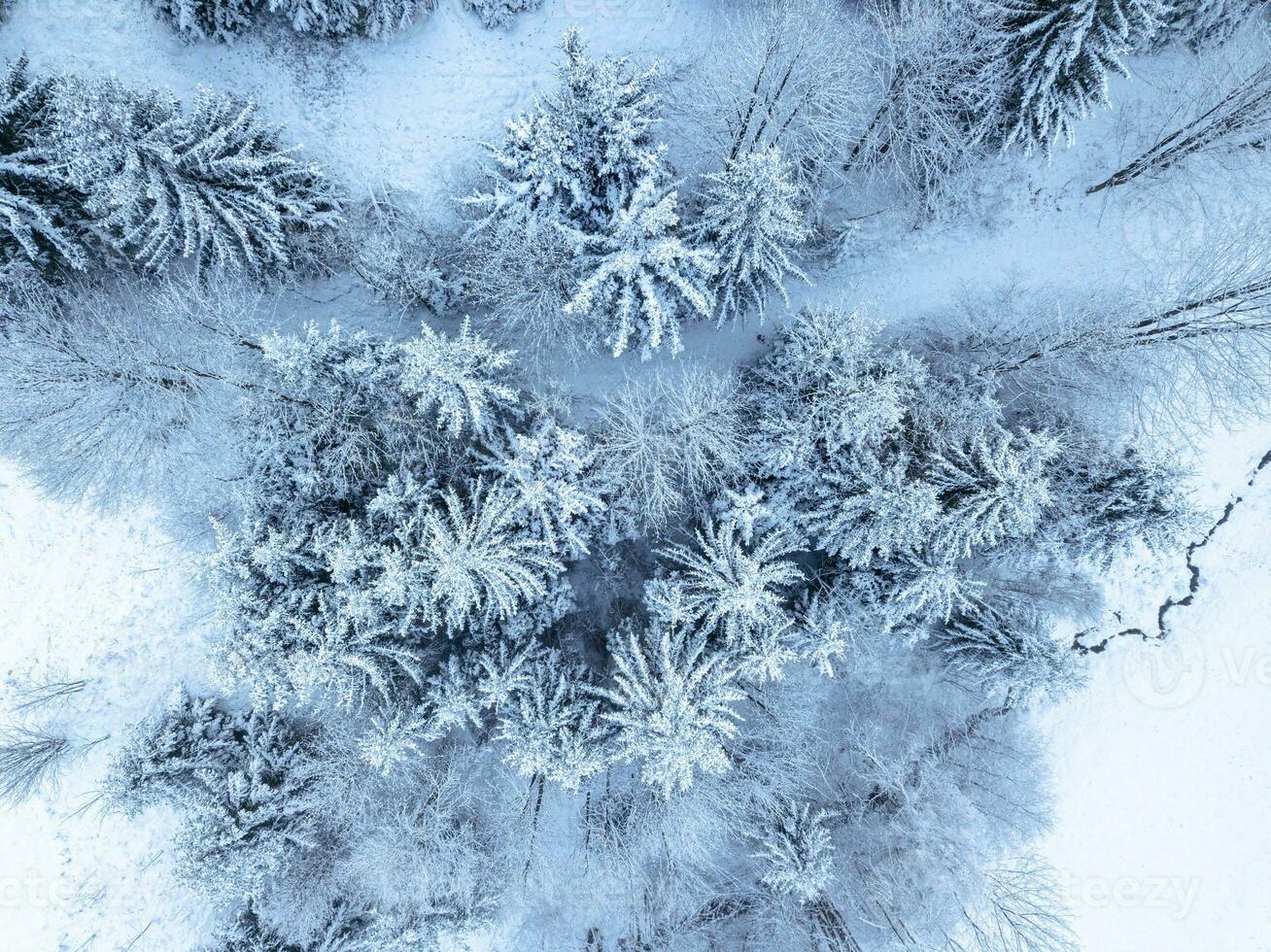 Aerial. Trees and snow in a winter forest. Nature background top view from drone photo