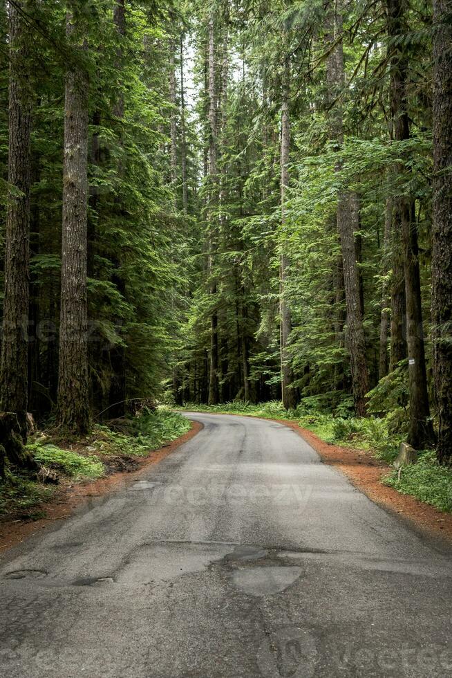 Narrow road in the forest photo