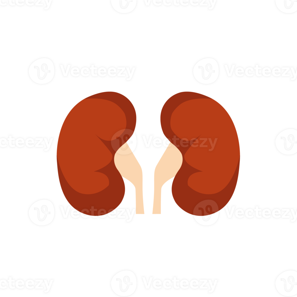 Kidney renal flat realistic icon. Human kidney organ icon. Anatomy urology or nephrology logo. png