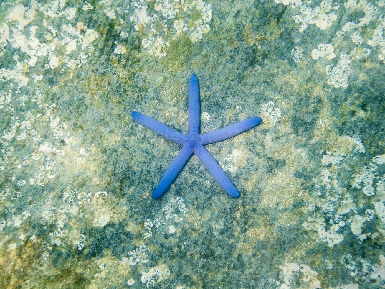 Blue starfish on the rock in sea photo