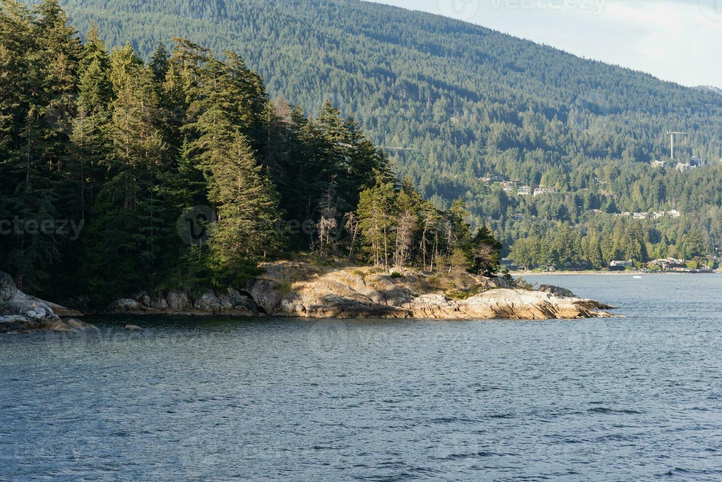 Forest on the rocks in the ocean photo