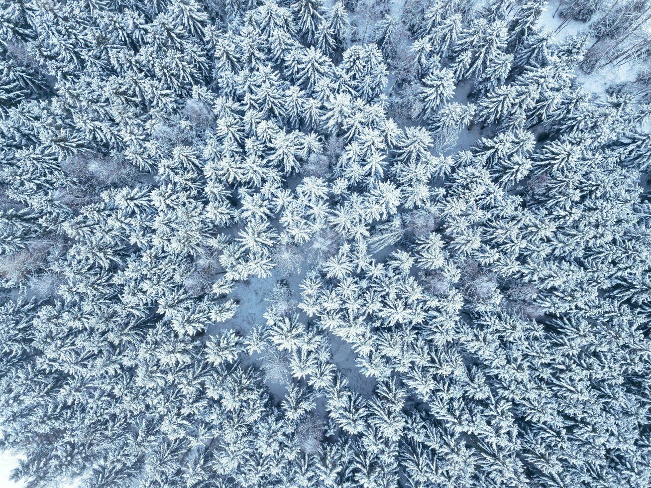 Aerial. Trees and snow in a winter forest. Nature background top view from drone photo