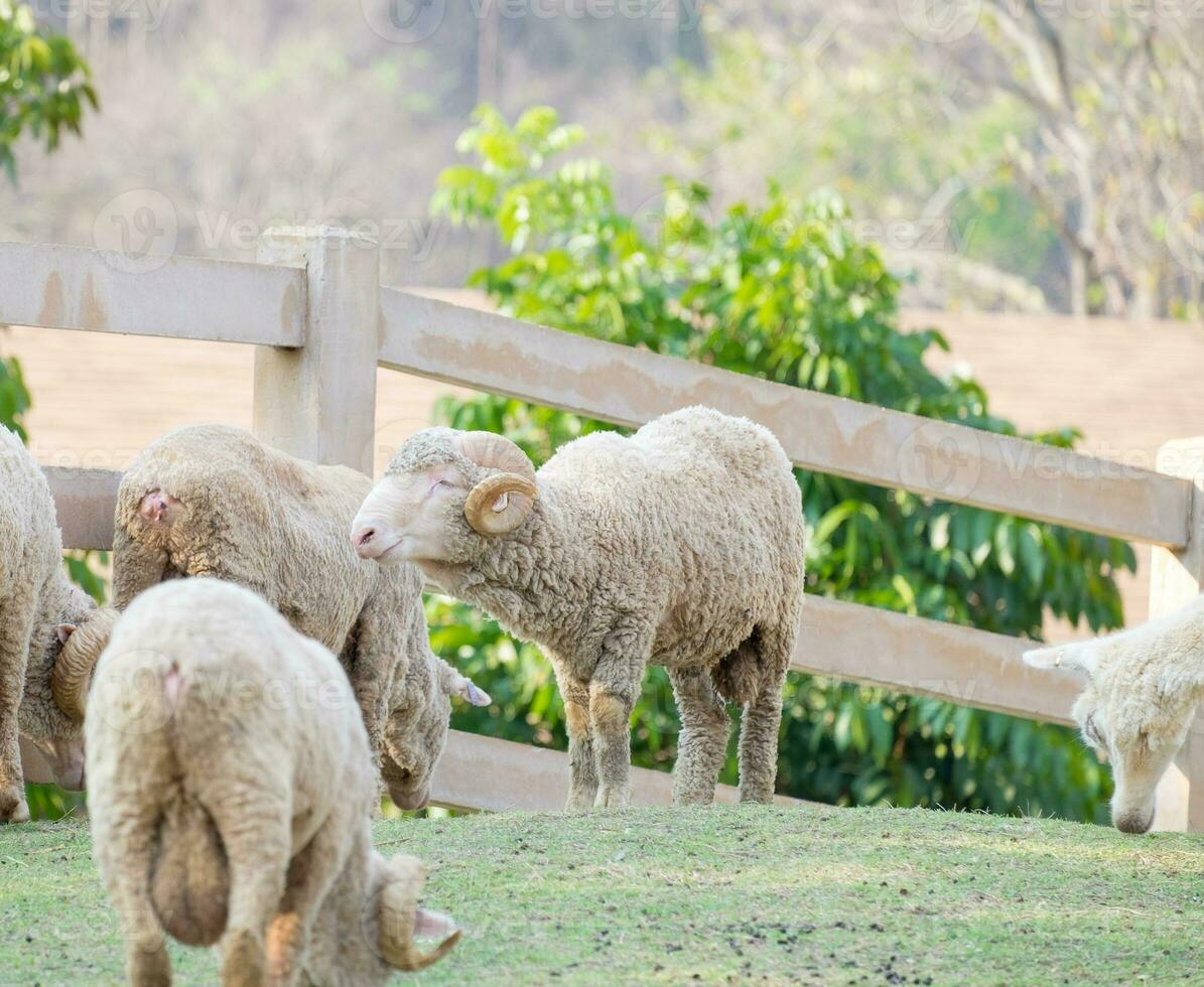 Sheep roll horn standing smile happiness photo