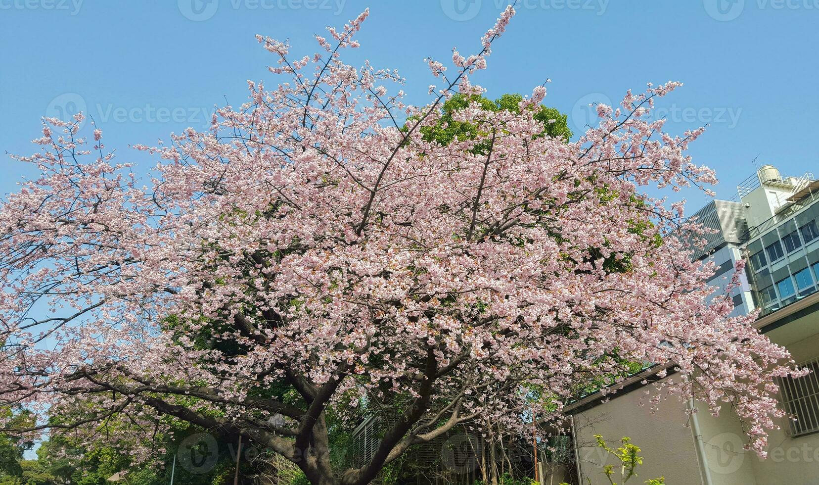 Pink white sakura cherry blossom and sky photo