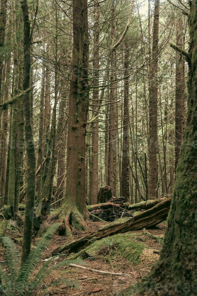 Deep rainforest in Canada photo