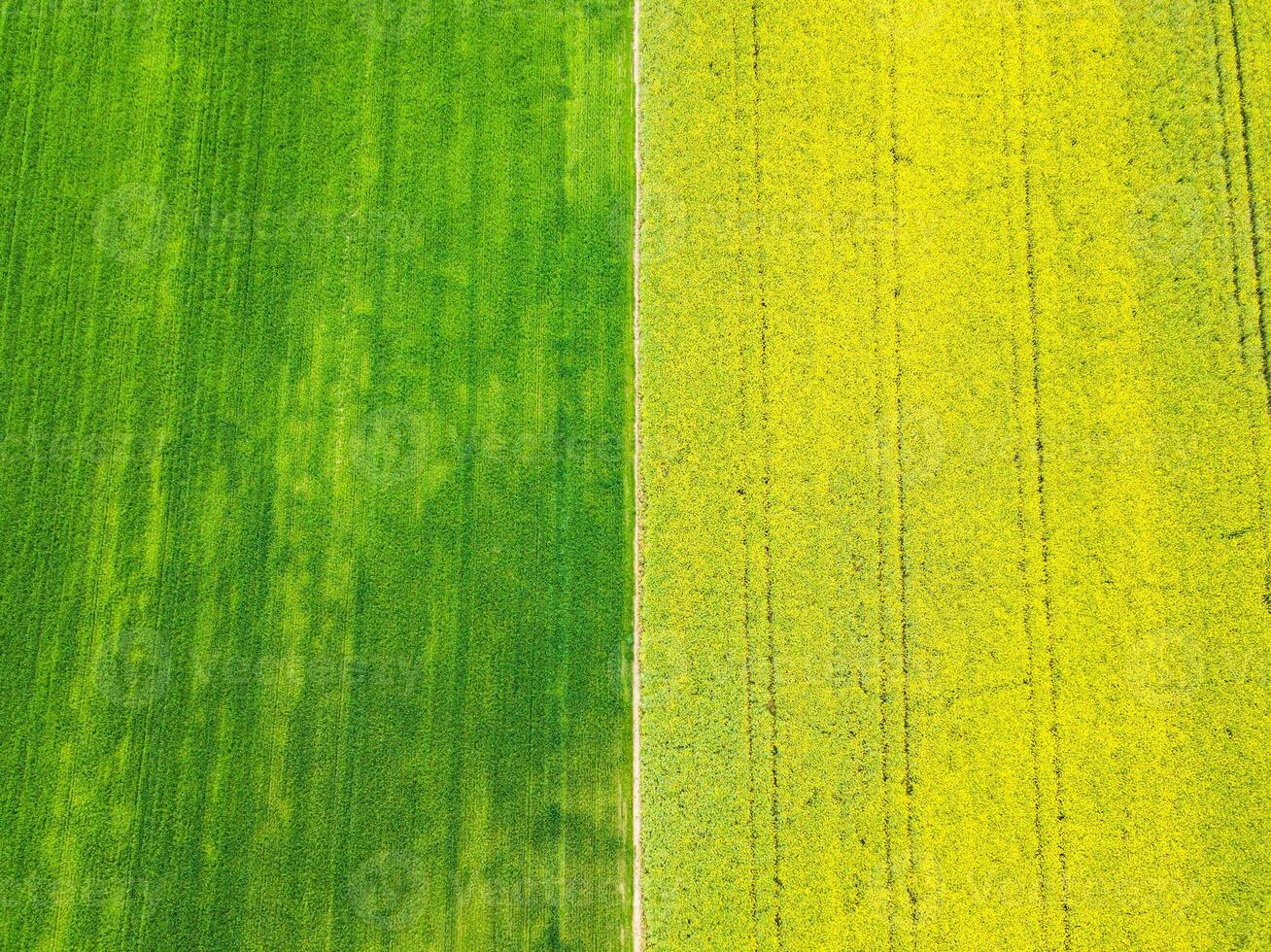 amarillo y verde colza campos en el aéreo Disparo foto