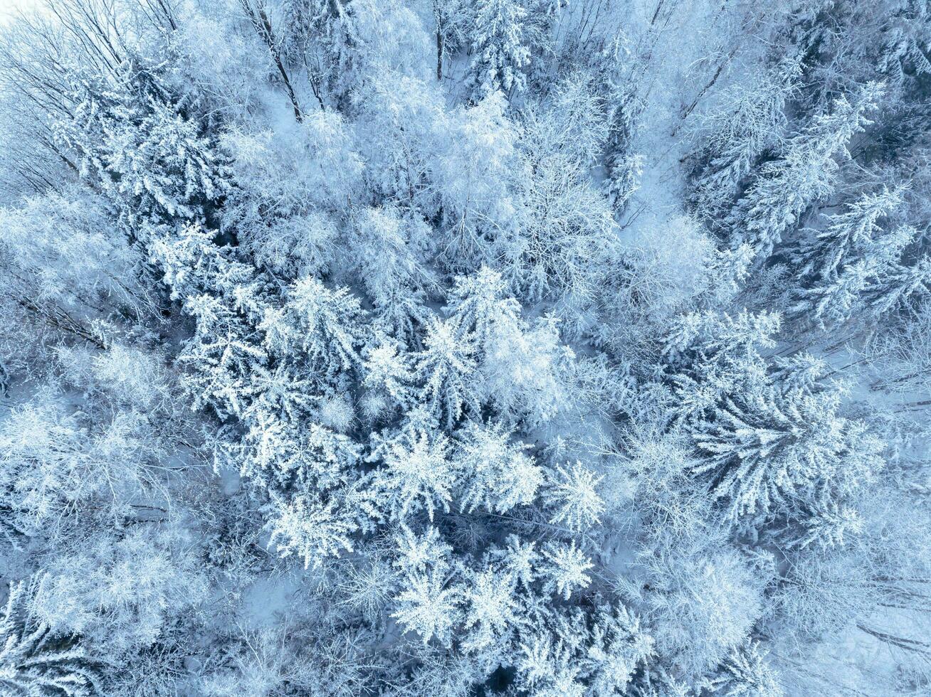 Aerial. Trees and snow in a winter forest. Nature background top view from drone photo