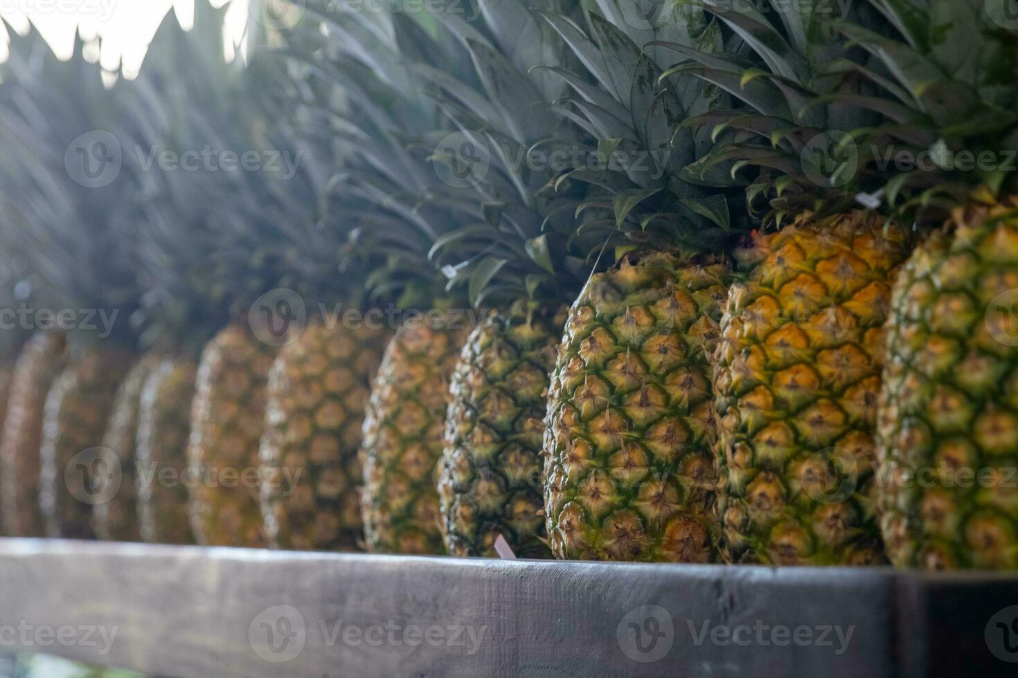 Row of Pineapples photo