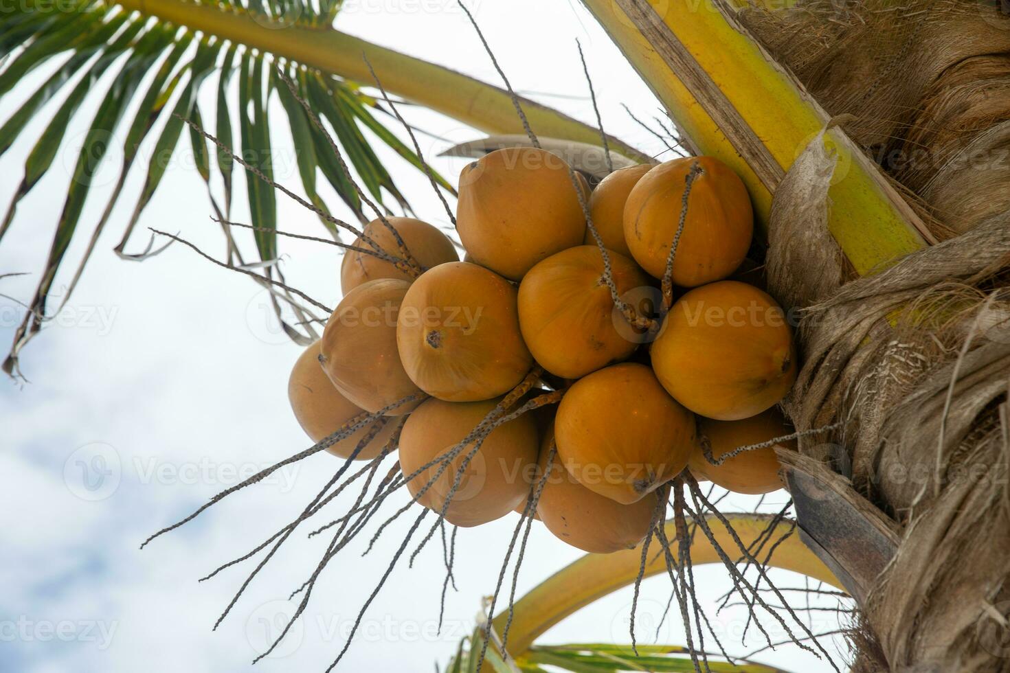 Yellow Coconuts on a Tree photo