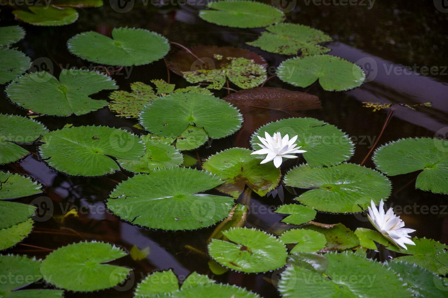 Wild Lillypads and lotus photo
