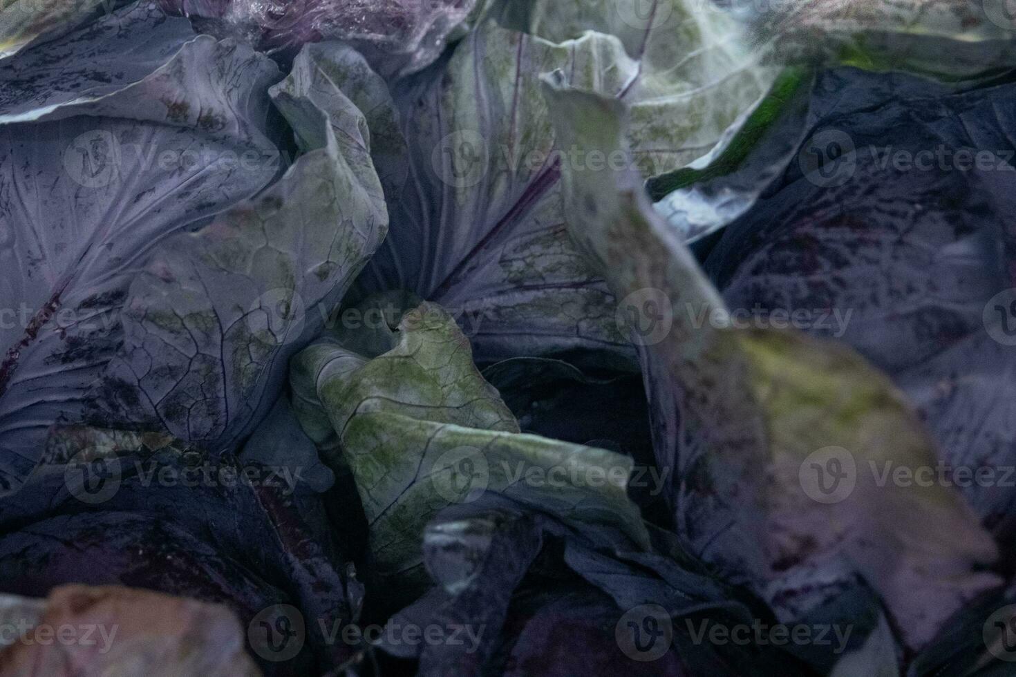 Red leaf lettuce photo