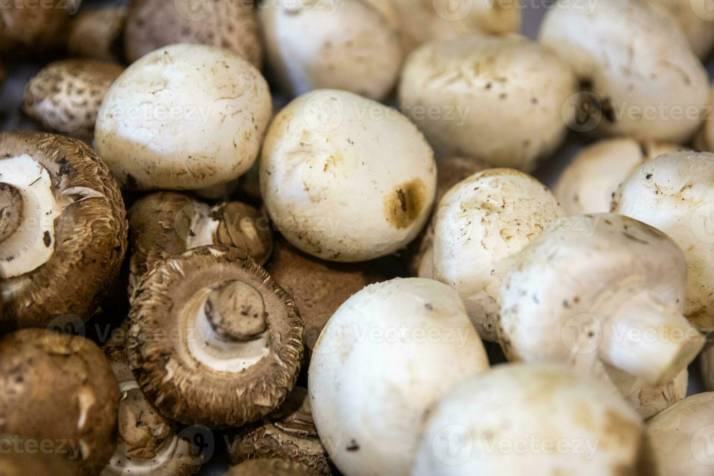 Brown and White Mushrooms photo