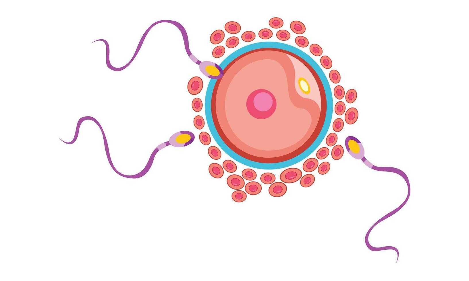 fertilización proceso con paso a paso esperma huevo y cigoto representación célula vector diseño,