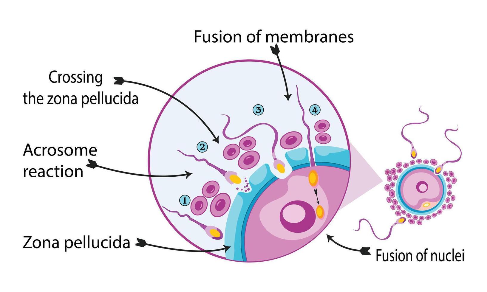 fertilización proceso con paso a paso esperma huevo y cigoto representación célula vector diseño,