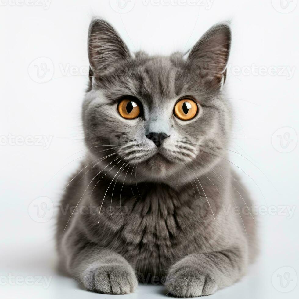 gray cat on a white background photo