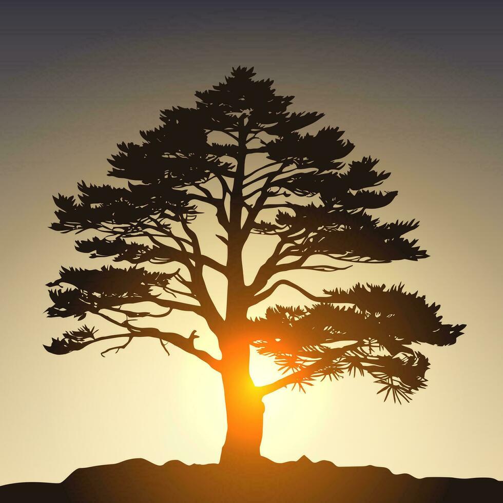 Silhouette of a pine tree at sunset. Vector illustration.