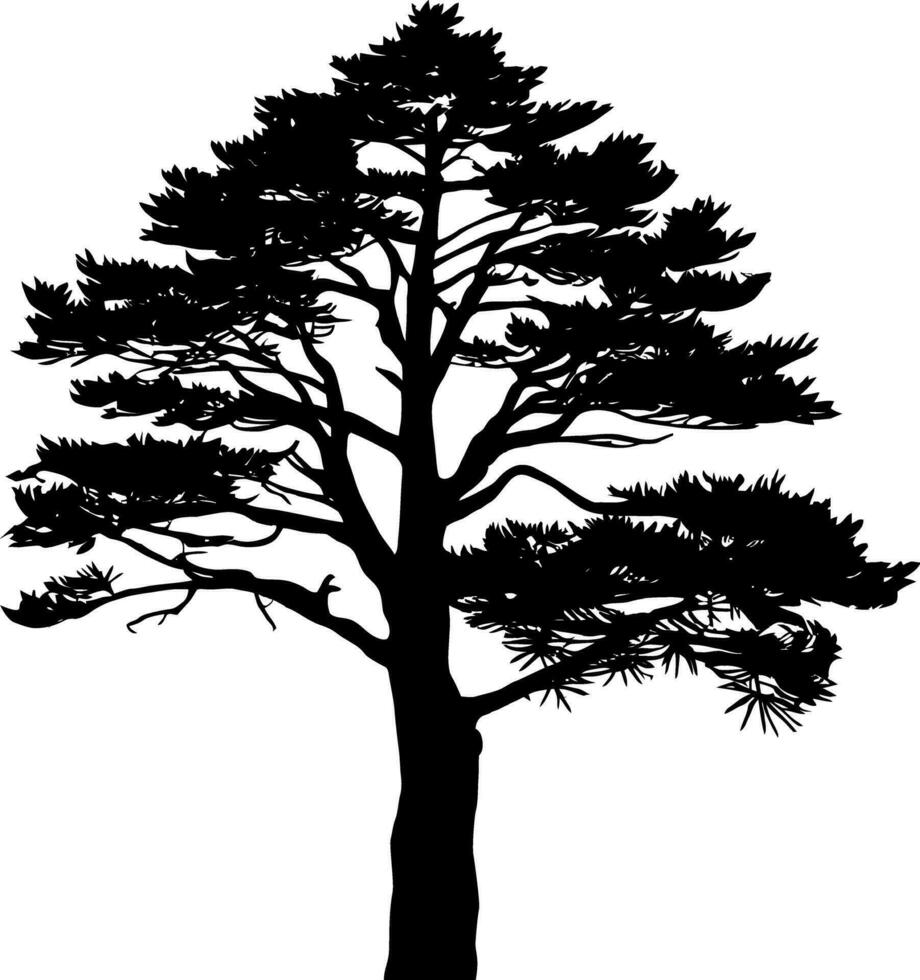 pino árbol silueta aislado en blanco antecedentes. vector ilustración.