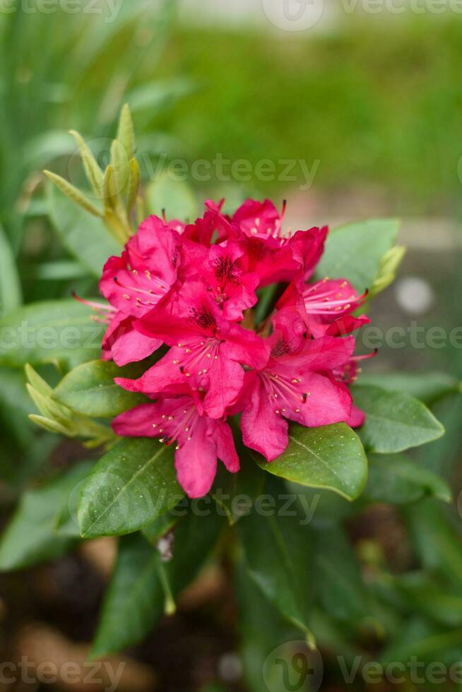 Bright pink purple flowers rhododendron Nova Zembla in spring and garden photo