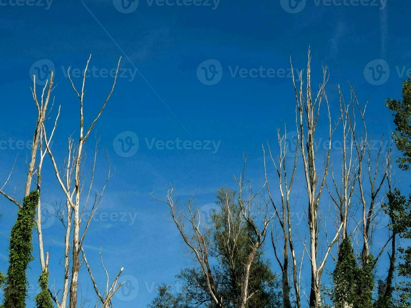 dead trees in the forest photo