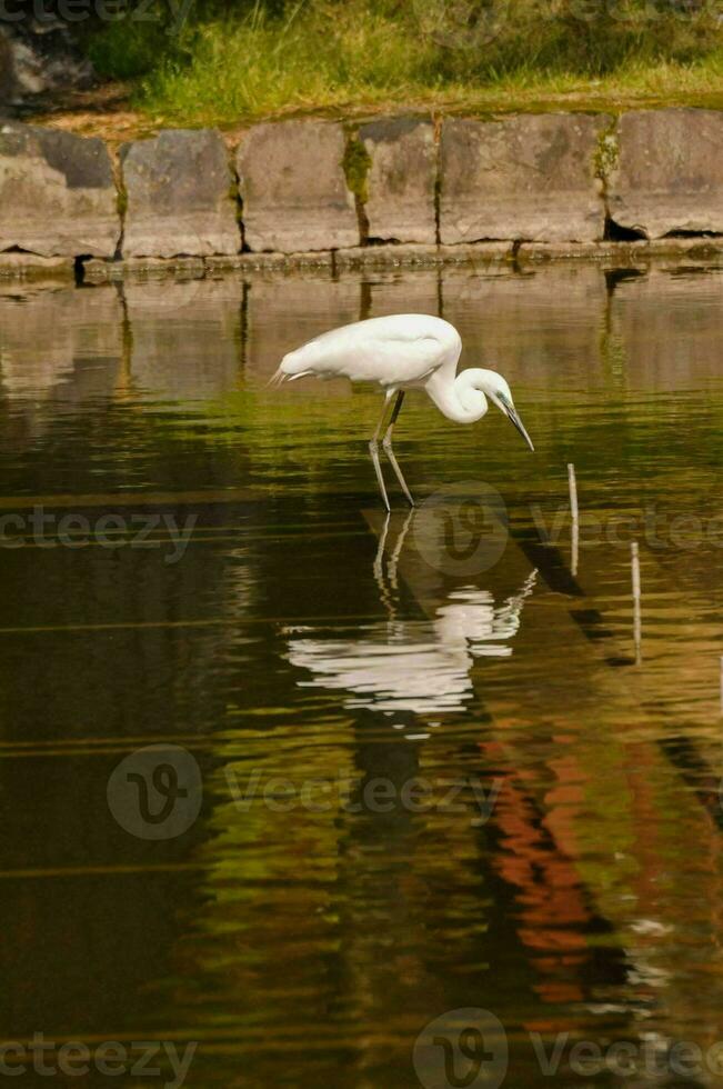 a white bird is standing on the water photo