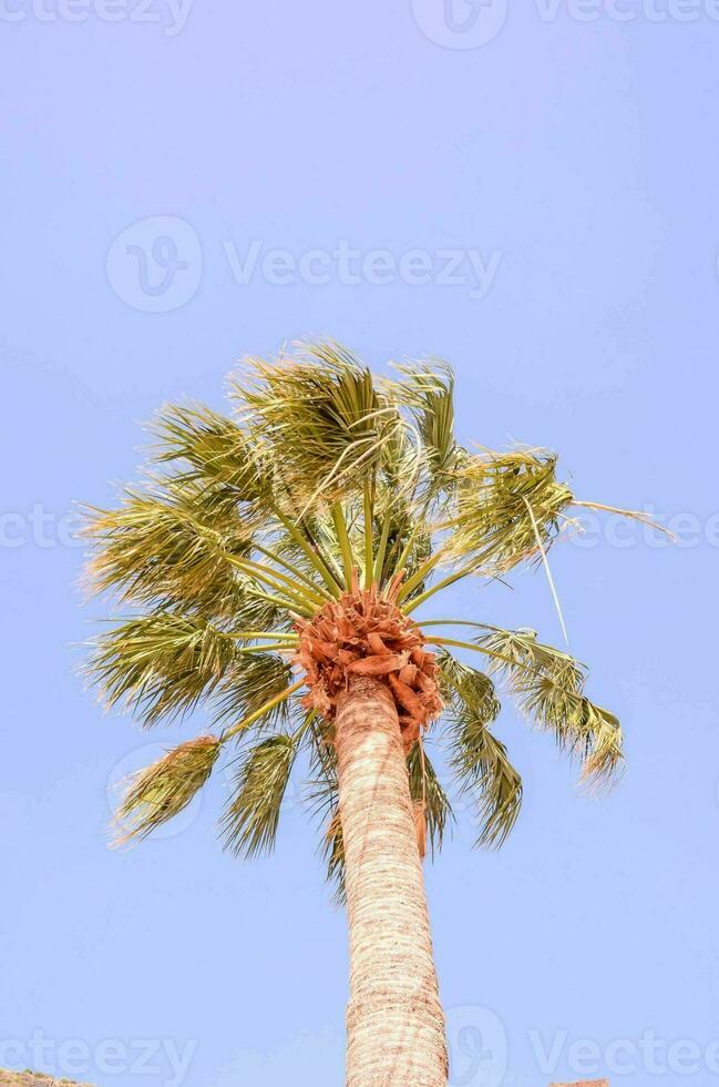 palm tree against blue sky photo
