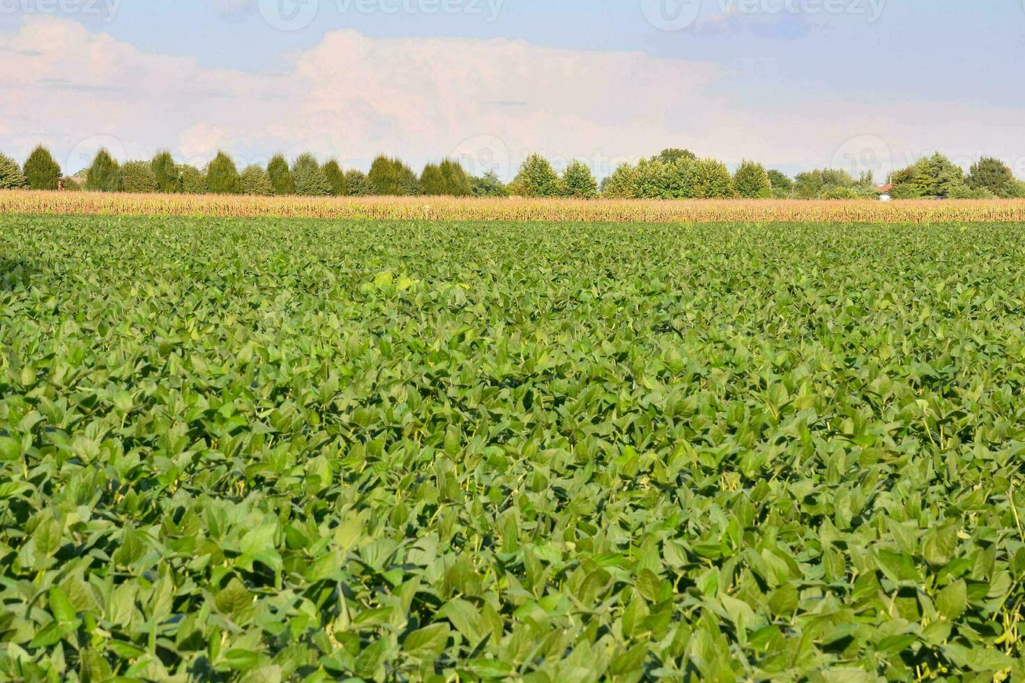 a field of green beans with a blue sky in the background photo