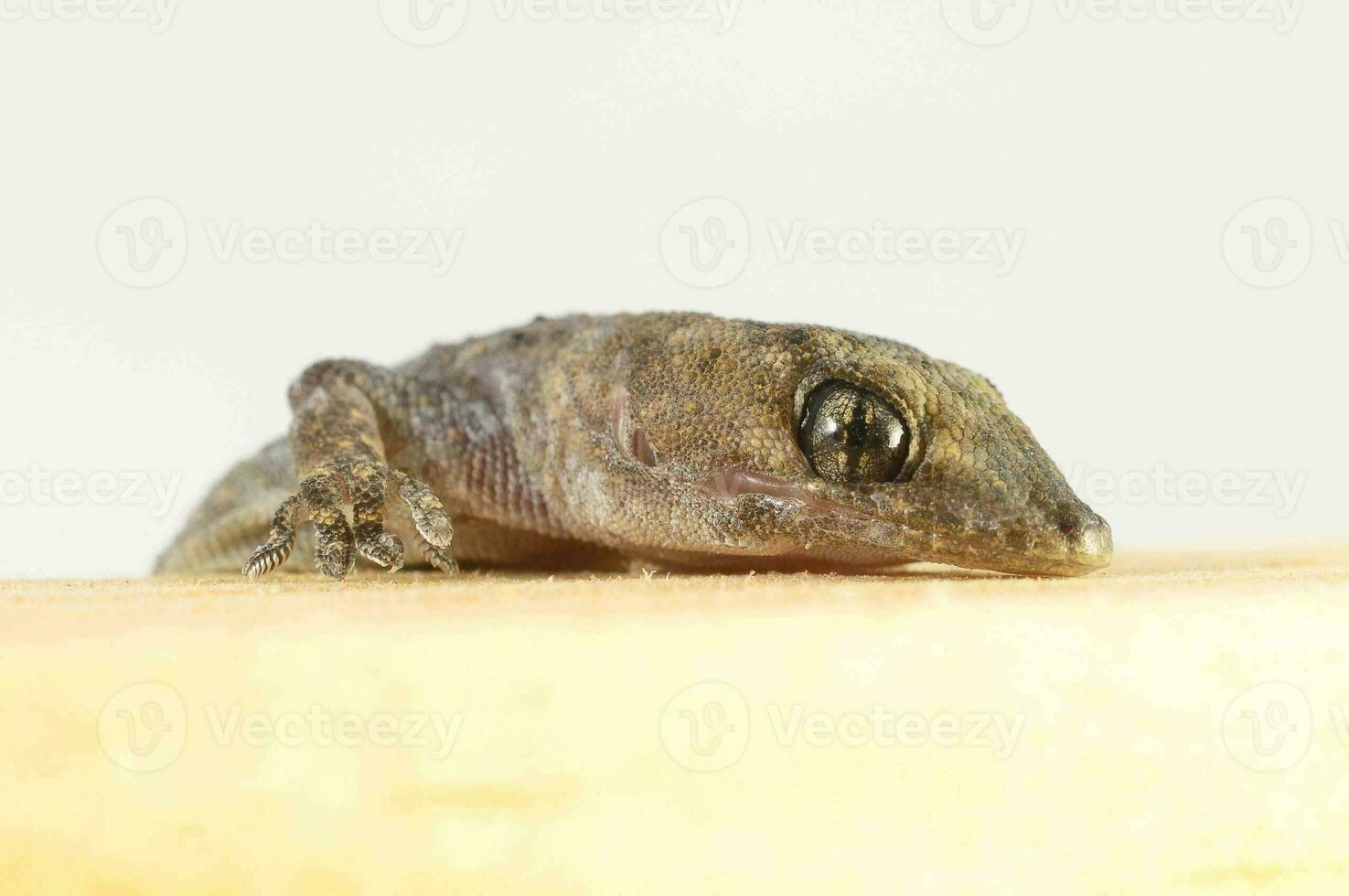 un pequeño lagartija sentado en parte superior de un de madera superficie foto