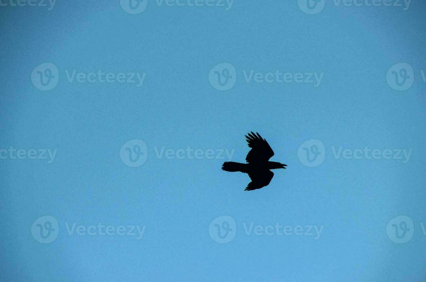 a black bird flying in the blue sky photo