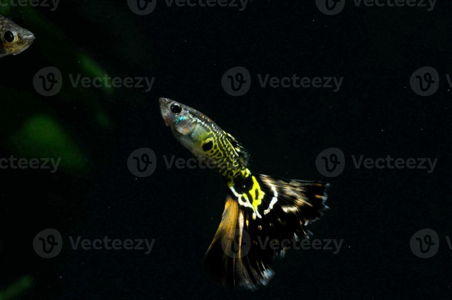 two guppies swimming in an aquarium with plants photo