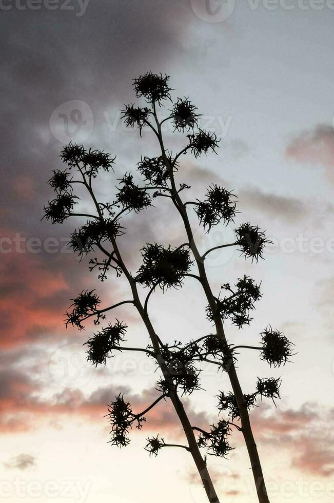 a tree with a sunset in the background photo