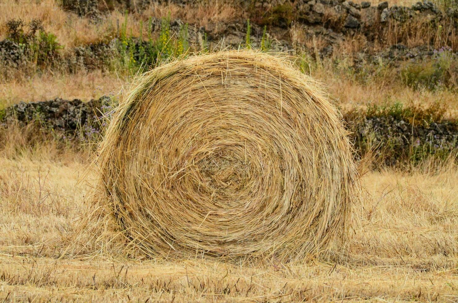 un grande redondo bala de heno sentado en un campo foto