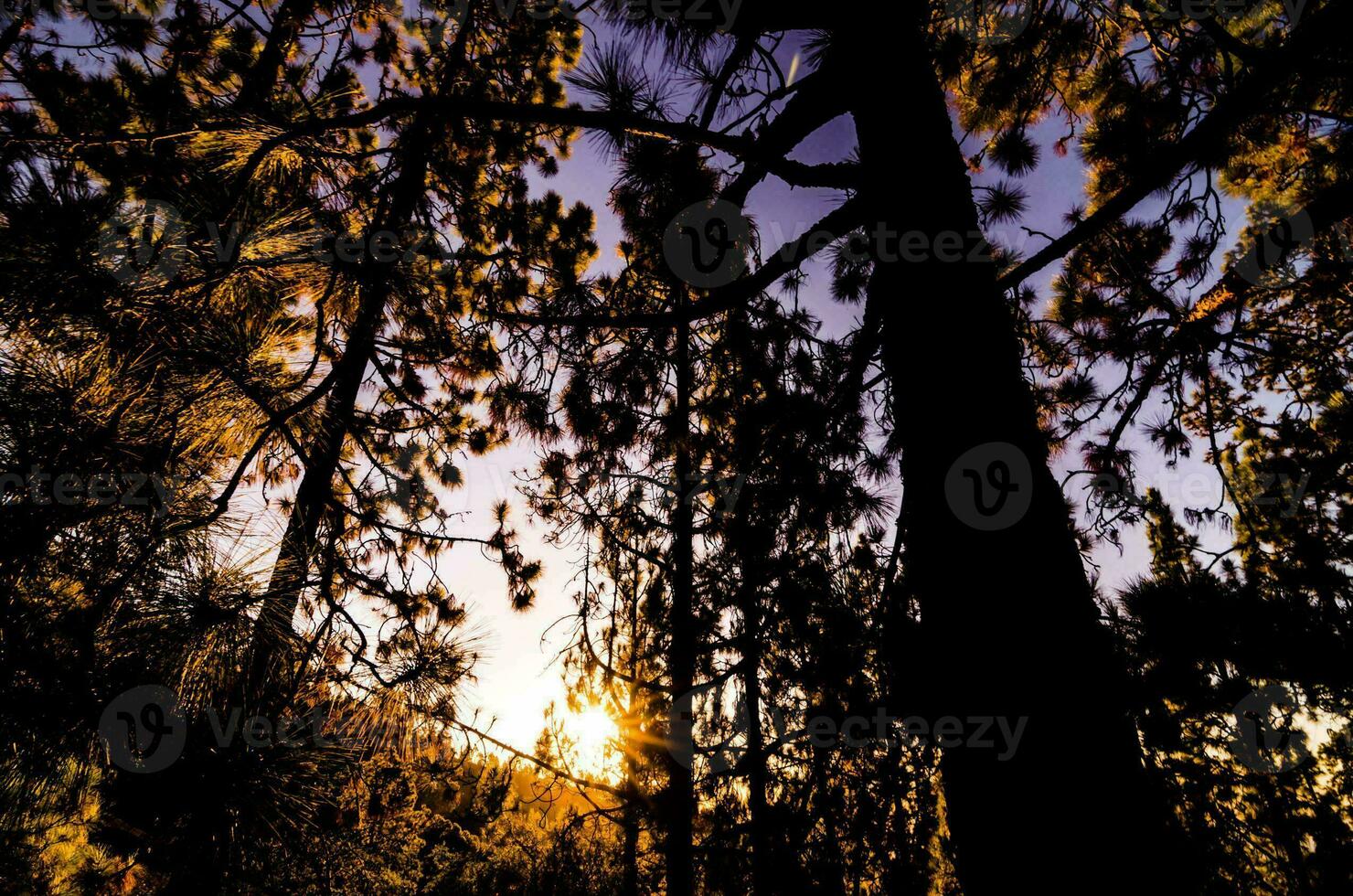 the sun sets behind the trees in a forest photo