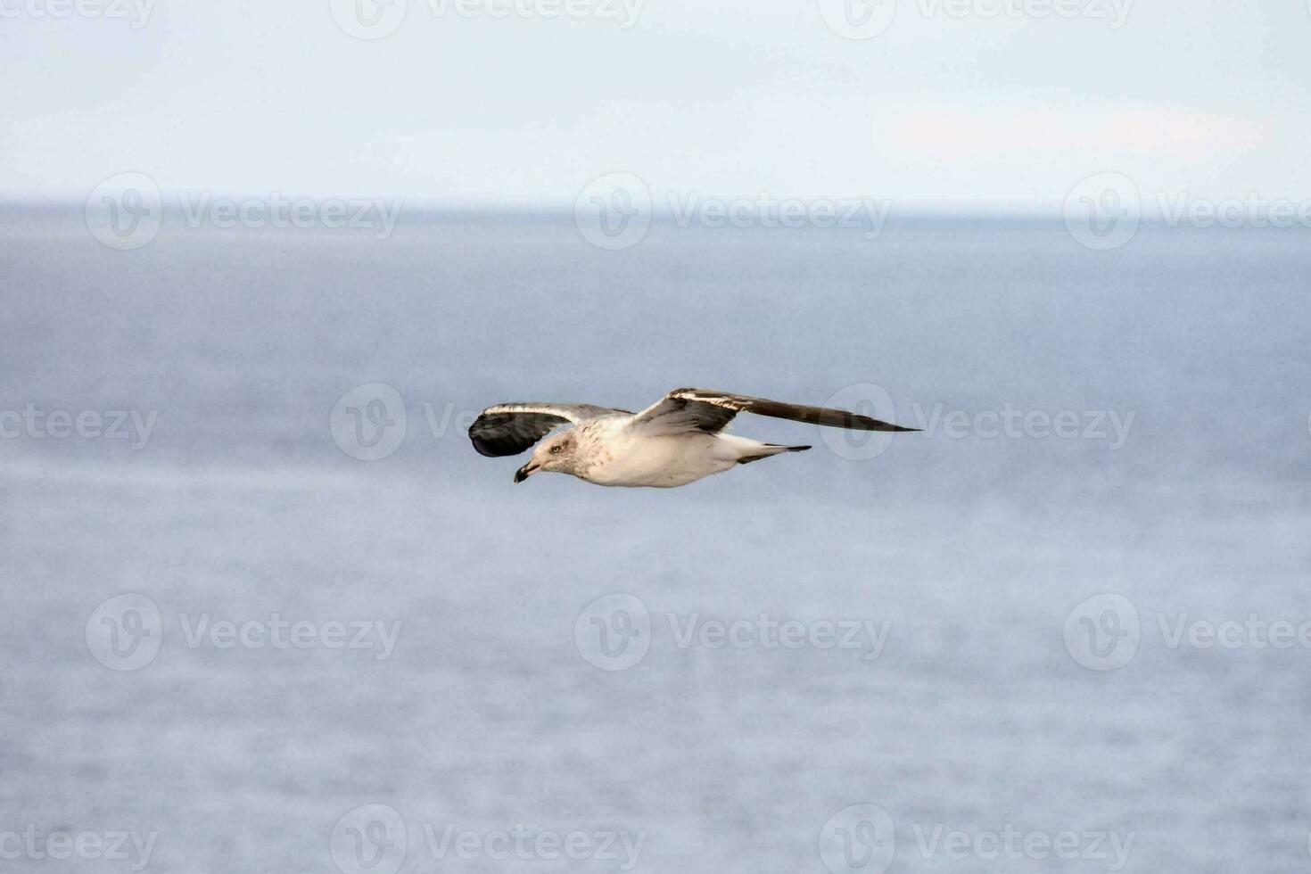a seagull flying over the ocean photo
